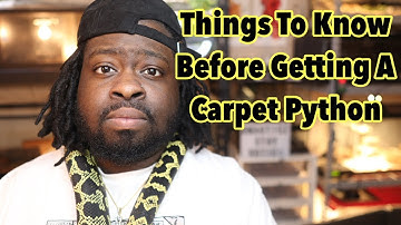 Things to Know Before Getting a Carpet Python!!!