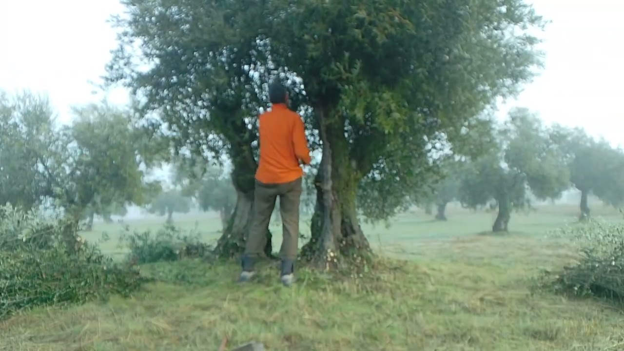 Trabajos de mantenimiento en olivar centenario. Agricultura Natural 