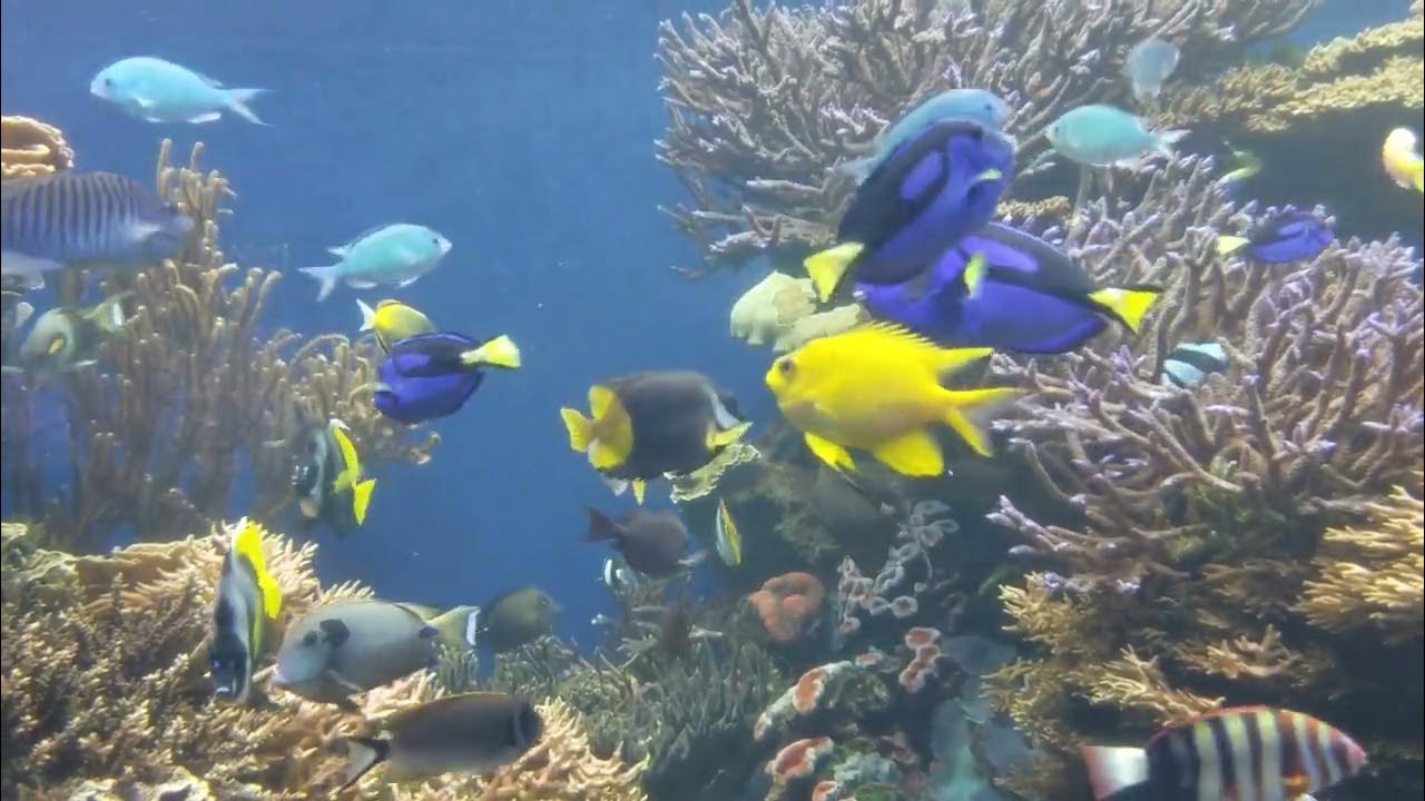 Honolulu Aquarium 2 YouTube