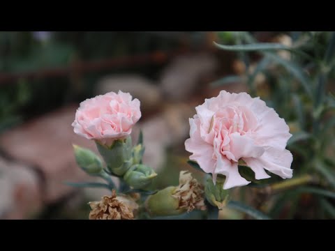 Video: Plantar semillas de clavel - Cómo cultivar flores de clavel