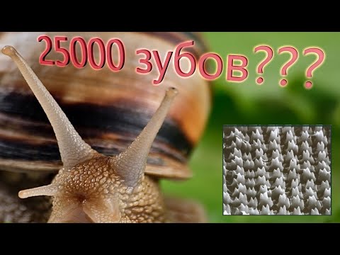 У кого 25 тысяч зубов и одна нога? Научный факт)