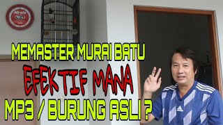 Mr Donk EFEKTIF Mana Pemasteran Menggunakan Mp3 Burung Asli