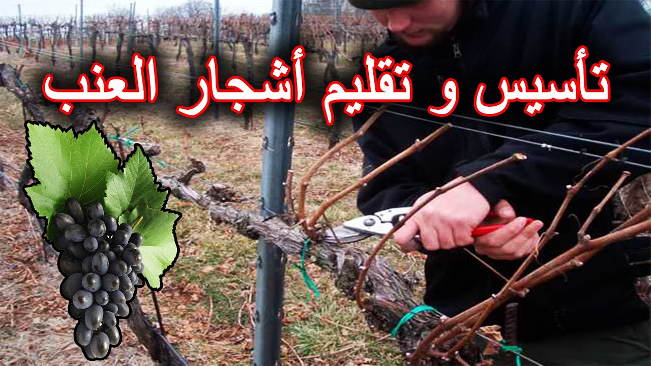 تربية و تقليم أشجار العنب على النظام الكردوني