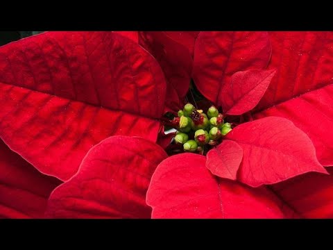 Video: Božična zvezda (nega in razmnoževanje)
