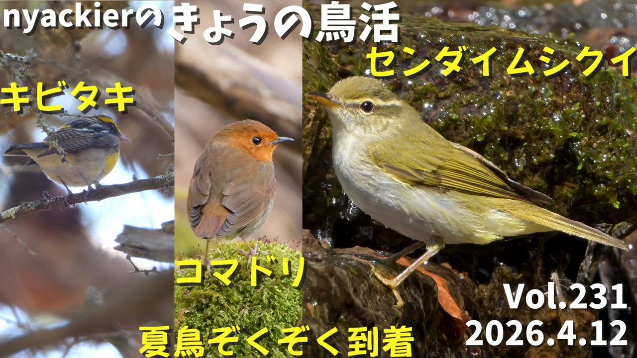 リスナー　小鳥や花など 野鳥】 nyackierの今日の鳥活 Vol.231 2026年4月12日 夏鳥ぞくぞく到着