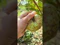 6 កុម្ភៈ 2025