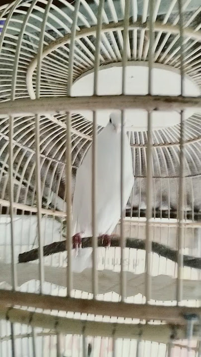 BURUNG PUTER PUTIH LOKAL MATA MERAH !! #suara #burung #puter #putih #albino #lokal #gacor #pancingan