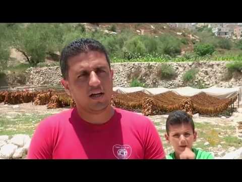 هذا الصباح-مزارعو التبغ في الضفة الغربية يجاهدون لتحقيق الأرباح