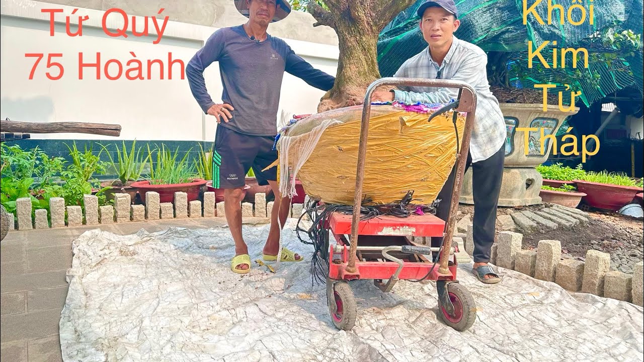 SIÊU HIẾM TỨ QUÝ 75 HOÀNH … ĐẾ 1 KHỐI NHƯ KIM TỬ THÁP AI CẬP- NHẬP VƯỜN