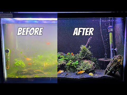 Cleaning A Dirty Aquarium - Fish Tank Maintenance