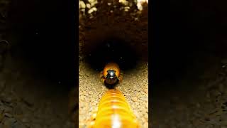 Wireworm POV : Inside a Hidden Underground Colony Real Micro Camera Footage #insects #macrofootage