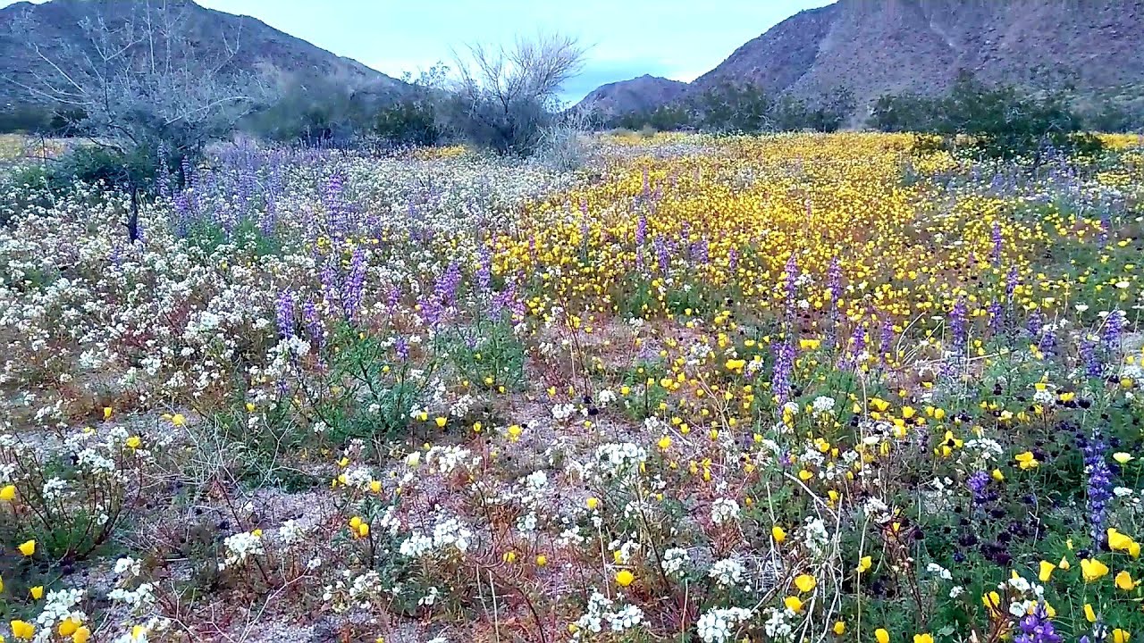Southern California desert wildflower super bloom at Joshua Tree