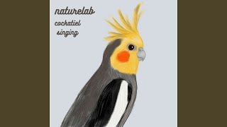 Download Lagu Cockatiel Singing