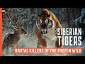 SIBERIAN TIGERS: Russia's Deadliest Predator | Wildlife Documentary