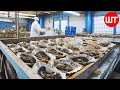 Oyster Harvesting &amp; Processing | How Oyster Sauce Is Made | Oyster Factory