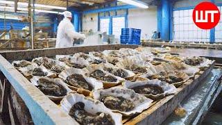 Oyster Harvesting & Processing | How Oyster Sauce Is Made | Oyster Factory