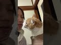 俺の事嫌いなん?🤤#shorts #虎徹 #日常 #猫好きさんと繋がりたい #猫のいる暮らし