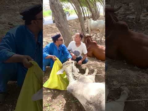 Bakra Eid A GAI