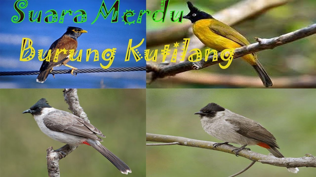 Suara Merdu Burung Kutilang Yang Baik untuk dipelihara - YouTube