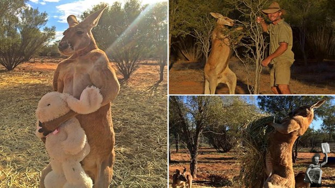Kangaroo, Buff kangaroo, Muscly kangaroo, Manlike kangaroo, Kangaroo with.....