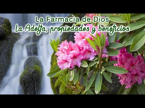 Video: La Belleza Y El Peligro De La Adelfa