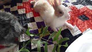 Rabbits Small Mammals Family Leporidae