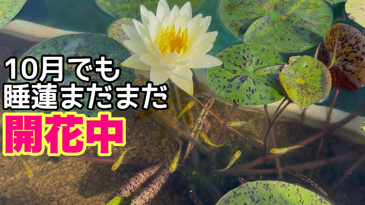 Even in October, the water lilies are still blooming! Medaka Water