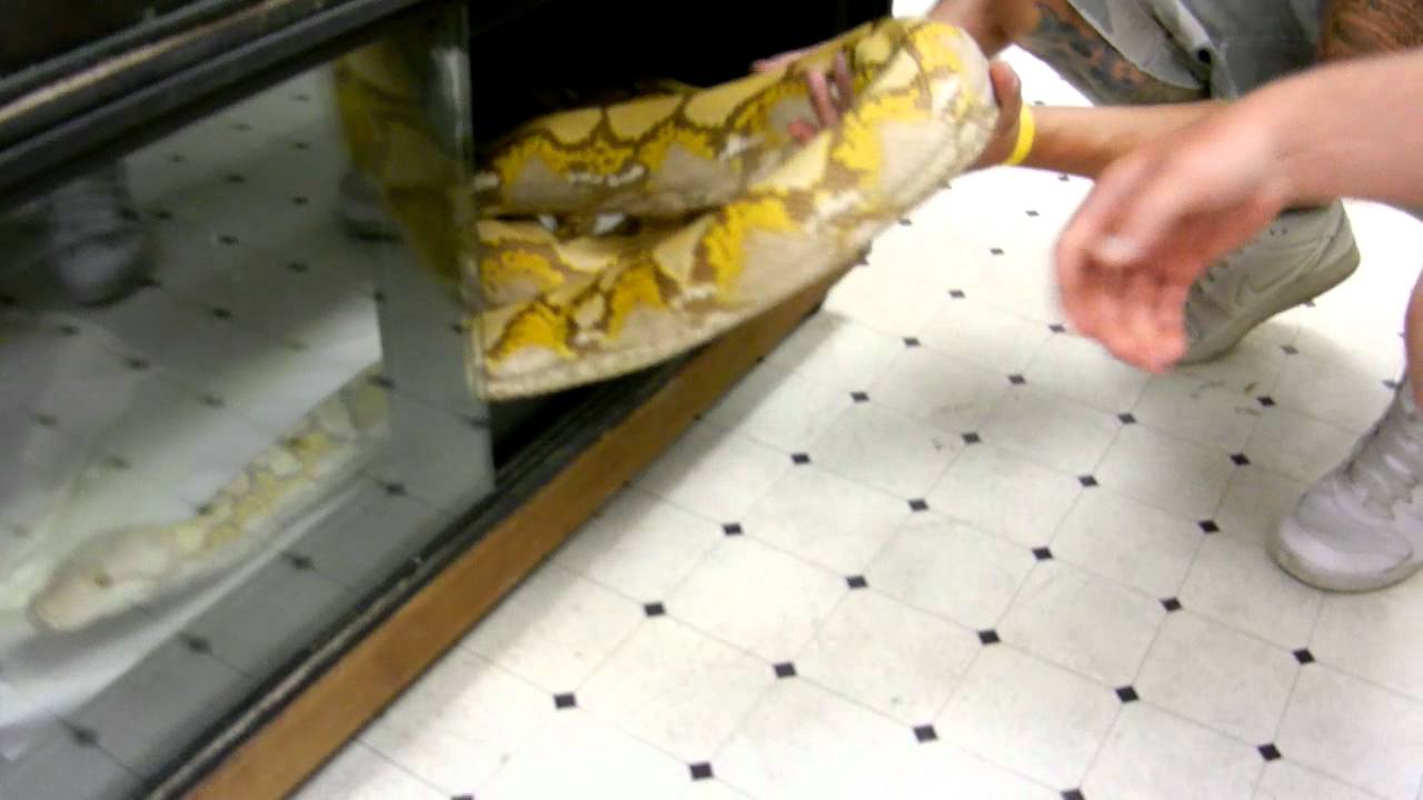 snake oil Blonde Retic