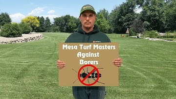 How to Protect Your Ash Tree From Borers