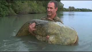 Как ловят на мёртвую рыбку европейского сома (Silurus glanis) на реке Рона на юге Франции ?