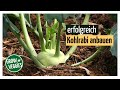 Kohlrabi erfolgreich anbauen  gemseanbau im garten