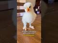 Chicken Jokes Dadjokes Comedy Funnyshorts Rooster Lol Babychicks Chickenhappyhour