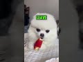 This DonkeyтАЩs Reaction To Watermelon Will Leave You SPEECHLESS ЁЯдп Shorts This DonkeyтАЩs Reaction To Watermelon Will Leave You SPEECHLESS ЁЯдп Shorts