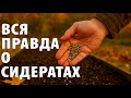 Вся ПРАВДА о посадке сидератов ОСЕНЬЮ 2025