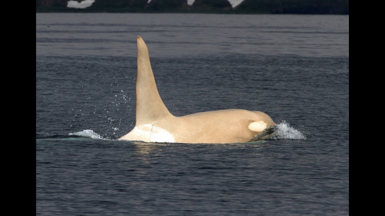 funny puppy pictures Wildlife Photographer Captures The Appearance Of Exceptionally Rare Albino Orca