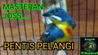 SUARA BURUNG PENTIS PELANGI