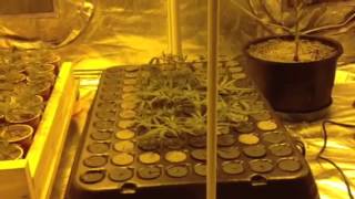 Mother room/clone room