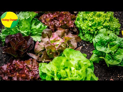 Video: Variedades de lechuga: aprenda sobre los diferentes tipos de lechuga