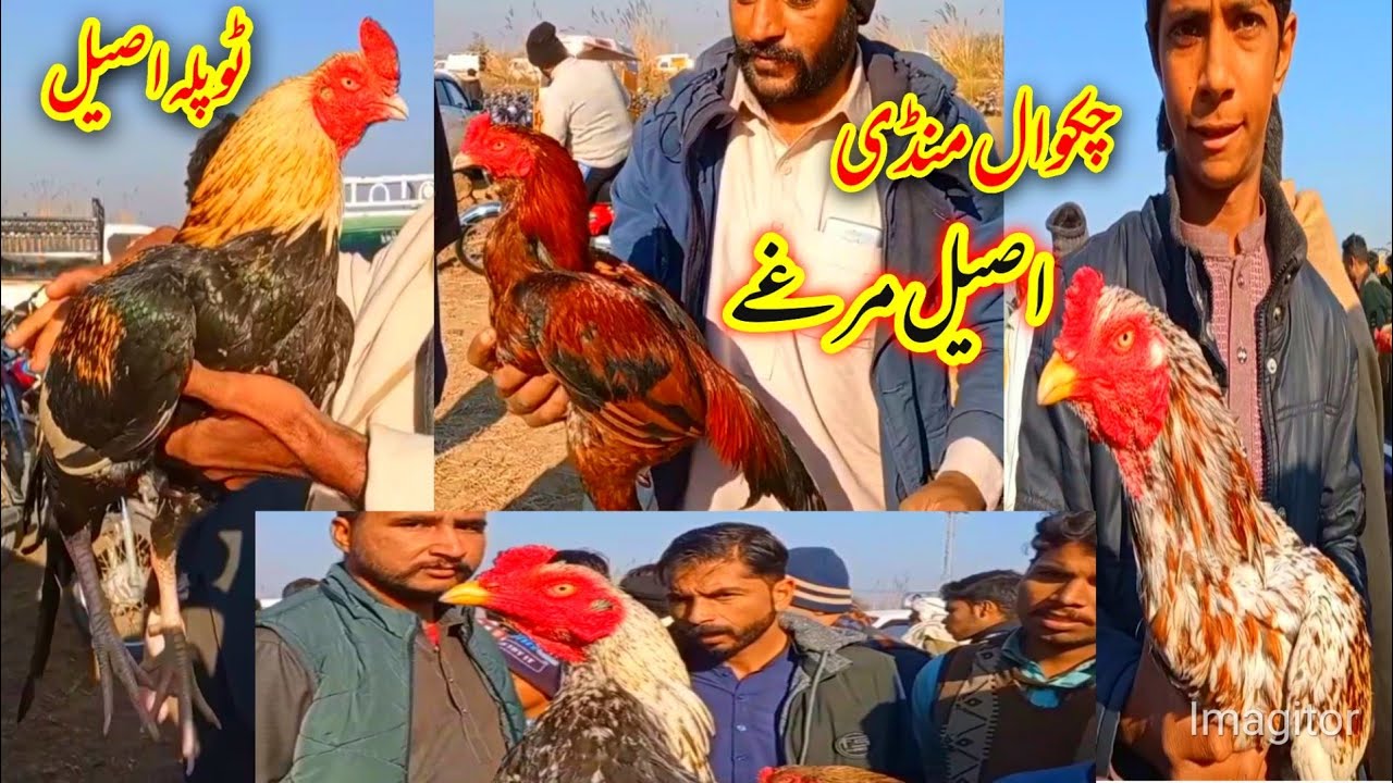 Chakwal Mandi New Update Aseel Murga Full Video