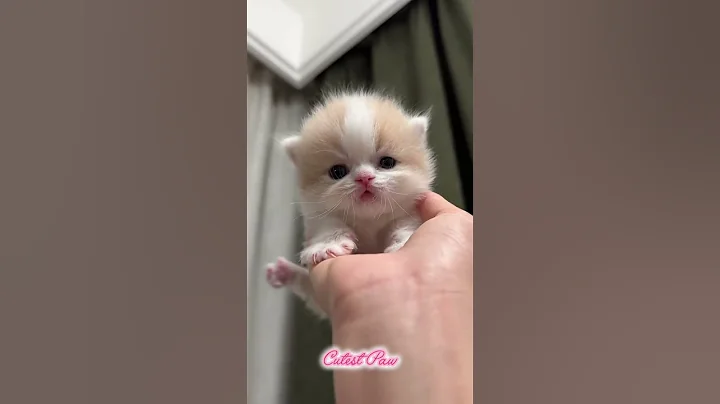 Watch the video about Cute Kitten