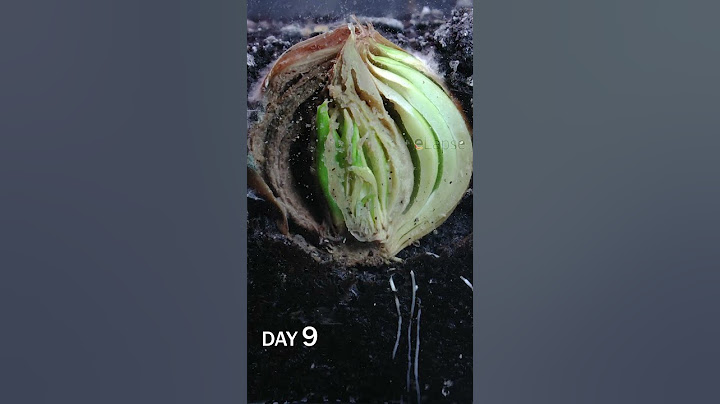 Half Onion in Soil Time Lapse