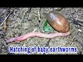 Hatching of baby earthworms from a cocoon