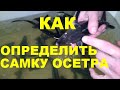 КАК ОПРЕДЕЛИТЬ САМКУ ОСЕТРА БЕЗ УЗИ