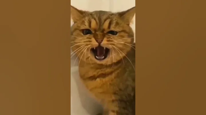 Aaaaaaa🤣🤣 -- #shorts #funny #cat #reaction #petreaction #viral #op #trending #ytshorts #vkgaming (5)