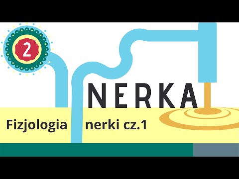 Nerka 2: Fizjologia nerki - kłębuszek nerkowy, kanaliki nerkowe, próg nerkowy, klirens, GFR