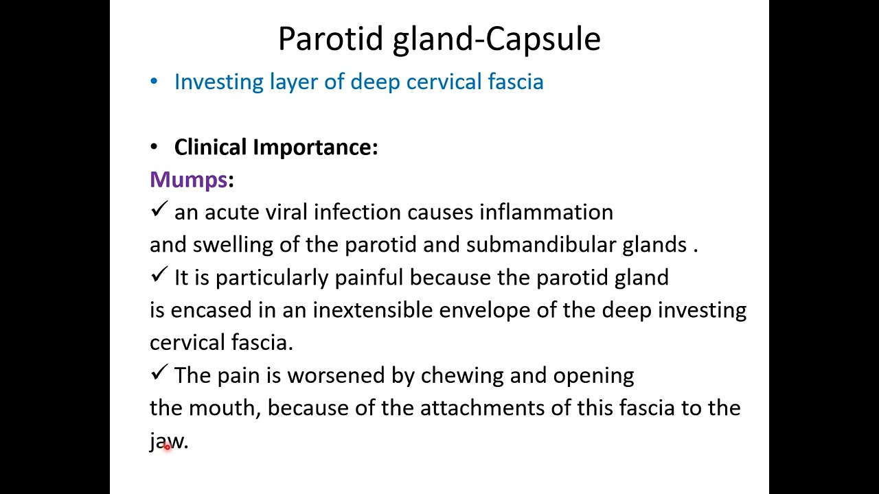 Parotid, submandibular and sublingual salivary glands - YouTube