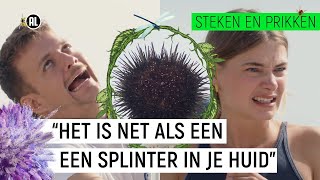 BLOED DOOR HARDE PRIK VAN ZEE-EGEL?!! | Steken & Prikken | seizoen 3 #5 | NPO Zapp