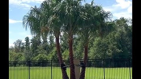 Transporting This Incredible Triple Ribbon Palm to It