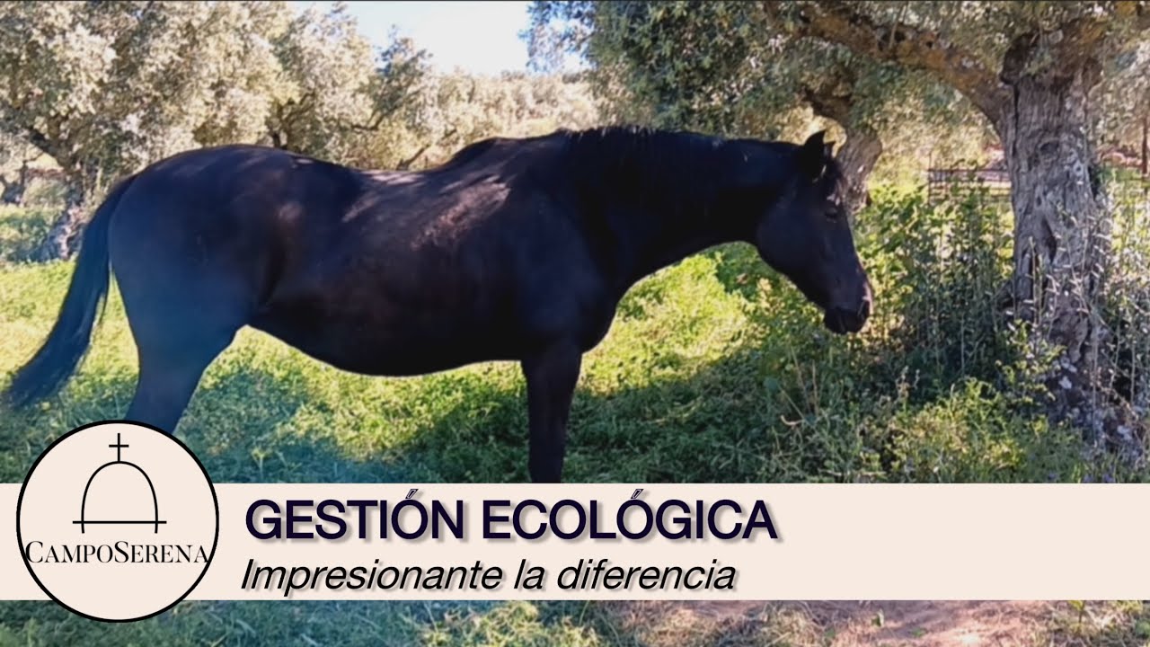 Cómo cambia un olivar cuando en vez de químicos usas ganao!