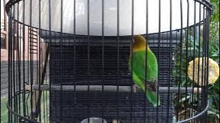 contoh dobelan lovebird betina menuju konslet